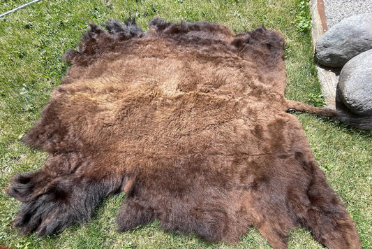 A bison fur in a dark brown color spread out on the grass.