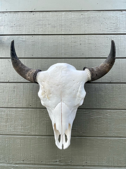 Bull Bison Skulls