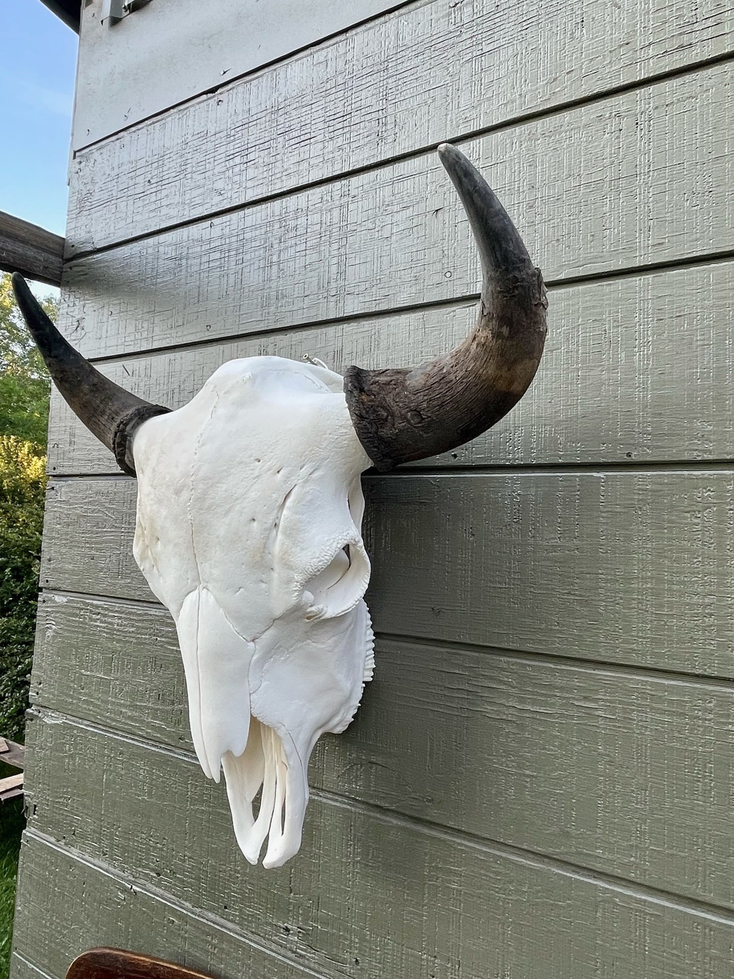 Bull Bison Skulls